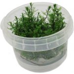 Myriophyllum mattogrossense – Hledejceny.cz