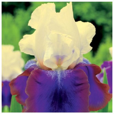 Kosatec německý Burgermeister - Iris germanica - cibuloviny - 1 ks