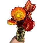 Sušené slaměnky - Helichrysum mix – Hledejceny.cz