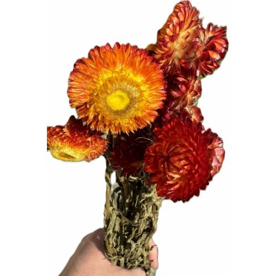 Sušené slaměnky - Helichrysum mix – Hledejceny.cz