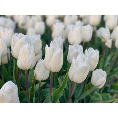 WHITE MARVEL - BÍLÝ TULIPÁN Množství cibulek v jednom balení: 5 ks – Sleviste.cz
