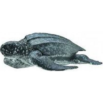 Collecta Kožatka velká – Zboží Dáma