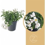 Jasmínokvětý lilek, Solanum jasminoides, bílý, průměr květináče 10 - 12 cm – Sleviste.cz