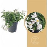 Jasmínokvětý lilek, Solanum jasminoides, bílý, průměr květináče 10 - 12 cm – Zboží Dáma