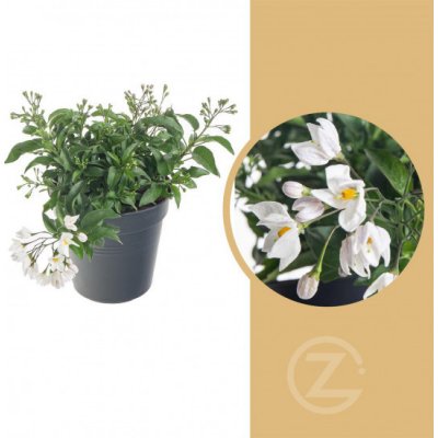 Jasmínokvětý lilek, Solanum jasminoides, bílý, průměr květináče 10 - 12 cm – Zboží Mobilmania