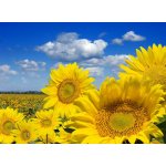 WEBLUX 16872718 Samolepka fólie Some yellow sunflowers against a wide field and the blue sky Některé žluté slunečnice proti širokému poli a modré obloze rozměry 100 x 73 cm