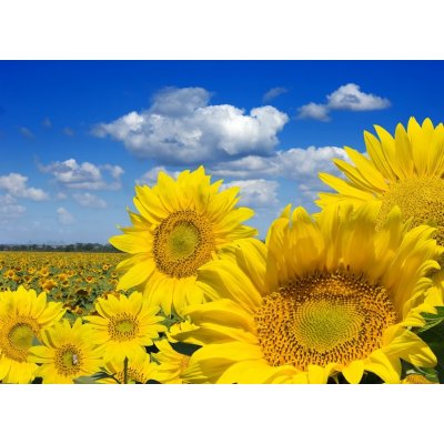 WEBLUX 16872718 Fototapeta vliesová Some yellow sunflowers against a wide field and the blue sky Některé žluté slunečnice proti širokému poli a modré obloze rozměry 100 x 73 cm – Zboží Mobilmania