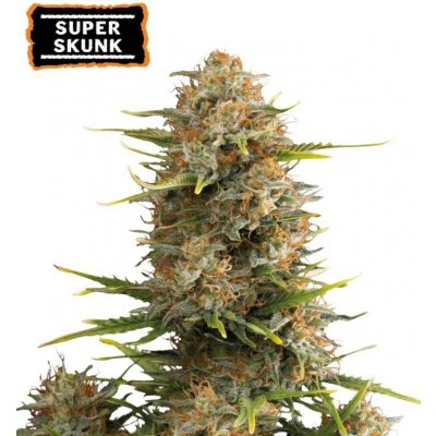 Seedstockers Super Skunk AUTO semena neobsahují THC 5 ks – Sleviste.cz