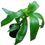 TSUGA Kalisie vonná – Zboží Mobilmania