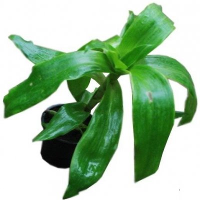 TSUGA Kalisie vonná – Zboží Mobilmania