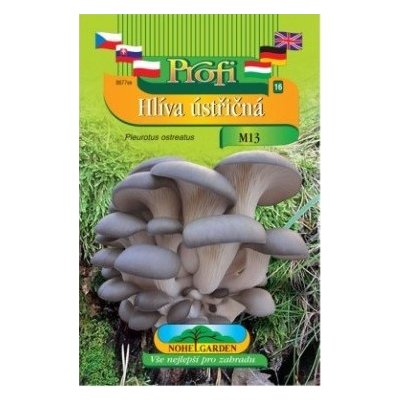 Nohel Garden Hlíva ústřičná (Pleurotus ostreatus) šedá forma