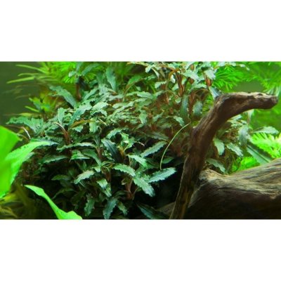 Bucephalandra sp. Red – Sleviste.cz