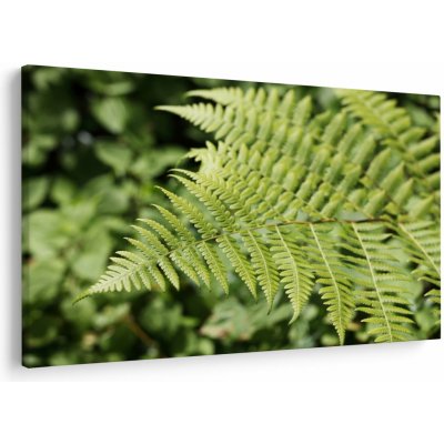 Obraz - Kapradinový list, jednodílný 90x60 cm – Hledejceny.cz