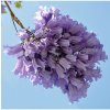 Osivo a semínko Žakaranda mimózolistá - Jacaranda mimosifolia - semena - 6 ks