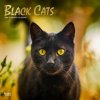 Kalendář Black Cats Square Foil 2024