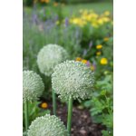 Okrasný česnek 'Ping Pong' 10 ks – Sleviste.cz