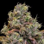 Anesia Seeds Chaos Cake semena neobsahují THC 3 ks – Sleviste.cz