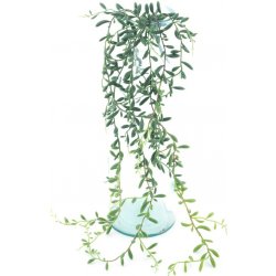 Pryšec - Euphorbia závěsná zelená délka 89 cm (N327041)