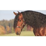 AMIGO Kožená ohlávka hnědá – Zboží Mobilmania