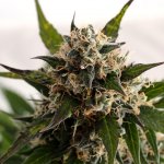 Kannabia Seeds Kickass AUTO semena neobsahují THC 1 ks – Zboží Mobilmania