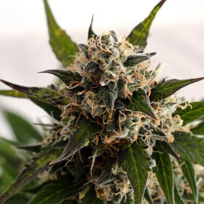 Kannabia Seeds Kickass AUTO semena neobsahují THC 1 ks – Zboží Mobilmania