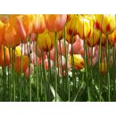 AG design FTS-0045 Papírová fototapeta Tulip big rozměry 360 x 254 cm