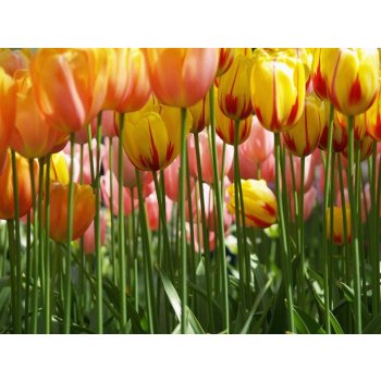 AG design FTS-0045 Papírová fototapeta Tulip big rozměry 360 x 254 cm