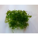 Monoselenium tennerum - Pelia moss