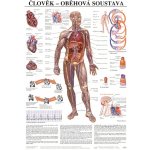 Scientia - Oběhová soustava, 67 x 96 cm – Hledejceny.cz