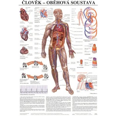 Scientia - Oběhová soustava, 67 x 96 cm – Hledejceny.cz