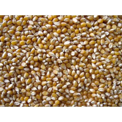Les Fruits du Paradis Kukuřice na popcorn BIO 5 kg – Zboží Dáma