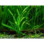 Potamogeton malaianus – Sleviste.cz