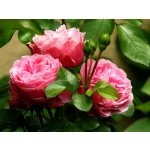 AgroBio Trumf Okrasné rostliny 1 kg – Zbozi.Blesk.cz