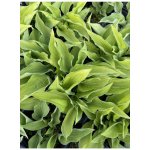 Lukon Glads Hosta CHINESE SUNRISE - bohyška, funkie – Zboží Dáma