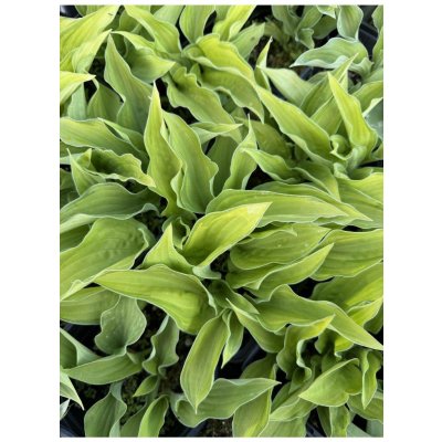 Lukon Glads Hosta CHINESE SUNRISE - bohyška, funkie – Zboží Dáma