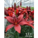 Lilie CORLEONE - lilium – Hledejceny.cz