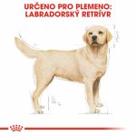 Royal Canin Labrador Retriever Adult 2 x 12 kg – Sleviste.cz