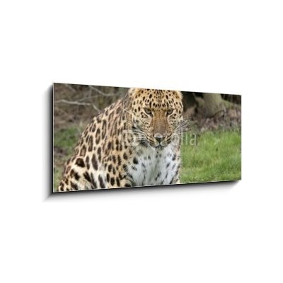 Skleněný obraz 1D panorama - 120 x 50 cm - focused leopard zaměřený leopard