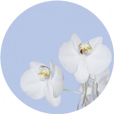 AG Design Samolepicí dekorace Orchid on Blue 140 x 140 cm – Sleviste.cz