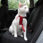 Trixie Bezpečnostní postroj do auta pro kočky 20-50 cm – Zboží Dáma