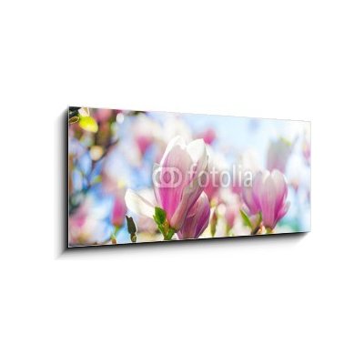 Obraz 1D panorama - 120 x 50 cm - Beautiful blossoming magnolia tree in the spring time Krásný kvetoucí magnolia v jarním období – Zbozi.Blesk.cz
