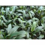 Cryptocoryne lucens – Zboží Dáma