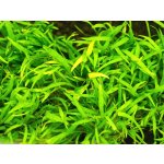 Lilaeopsis brasiliensis - Liliovníček brazilský – Sleviste.cz