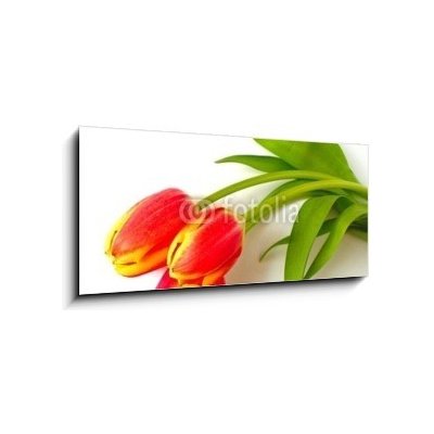 Obraz 1D panorama - 120 x 50 cm - tulpen - tulips tulipán – Zboží Mobilmania