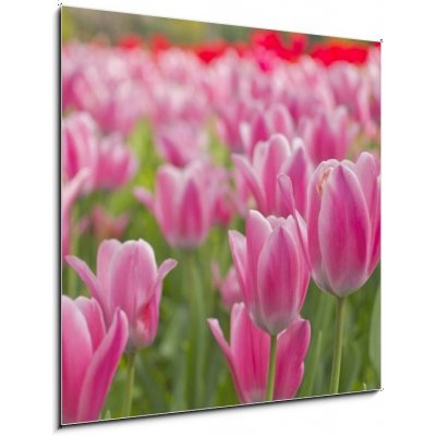 Obraz 1D - 50 x 50 cm - tulipán flowerbed bortit se – Zboží Mobilmania