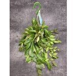 Hoya Memoria závěs 14 cm – Hledejceny.cz