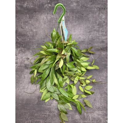 Hoya Memoria závěs 14 cm – Hledejceny.cz