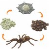 Živá vzdělávací sada Animal Life Životní cyklus Pavouka