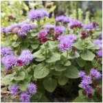 Nestařec mexický Ageratum houstonianum semena nestařce 0,5 g – Hledejceny.cz