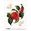 Ag Design AGF00457 samolepící dekorace Red flowers F 0457 Kamélie rozměry 65 x 85 cm